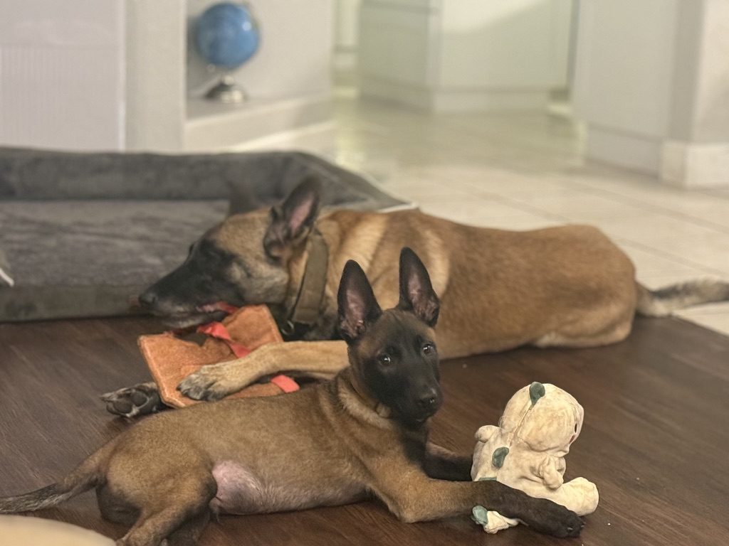 American Malinois Belgian Malinois adult and puppy relaxing together inside the family home