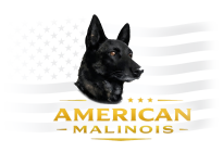American Malinois logo, Belgian Malinois protection dogs