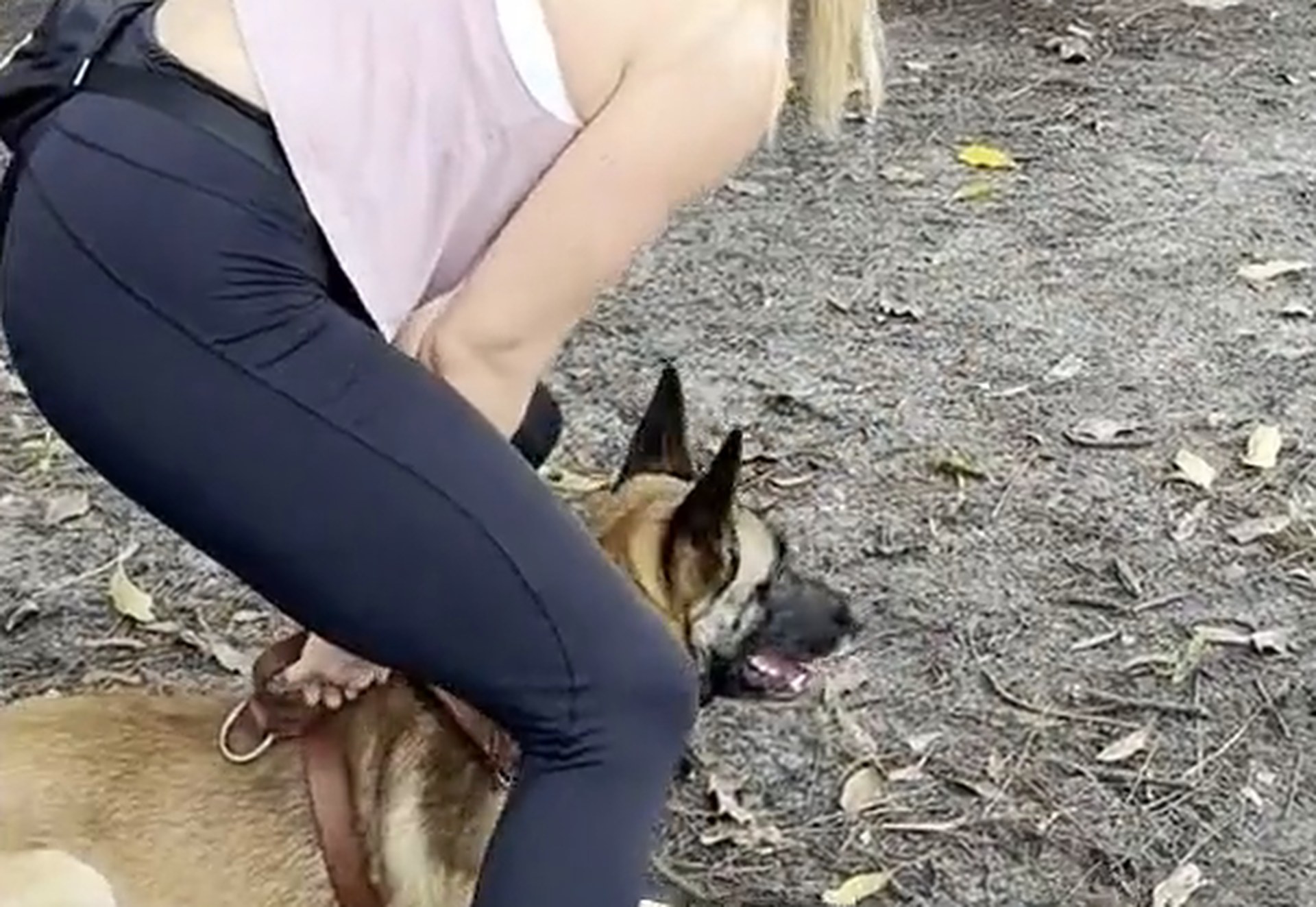 American Malinois Belgian Malinois K-9 working with a handler