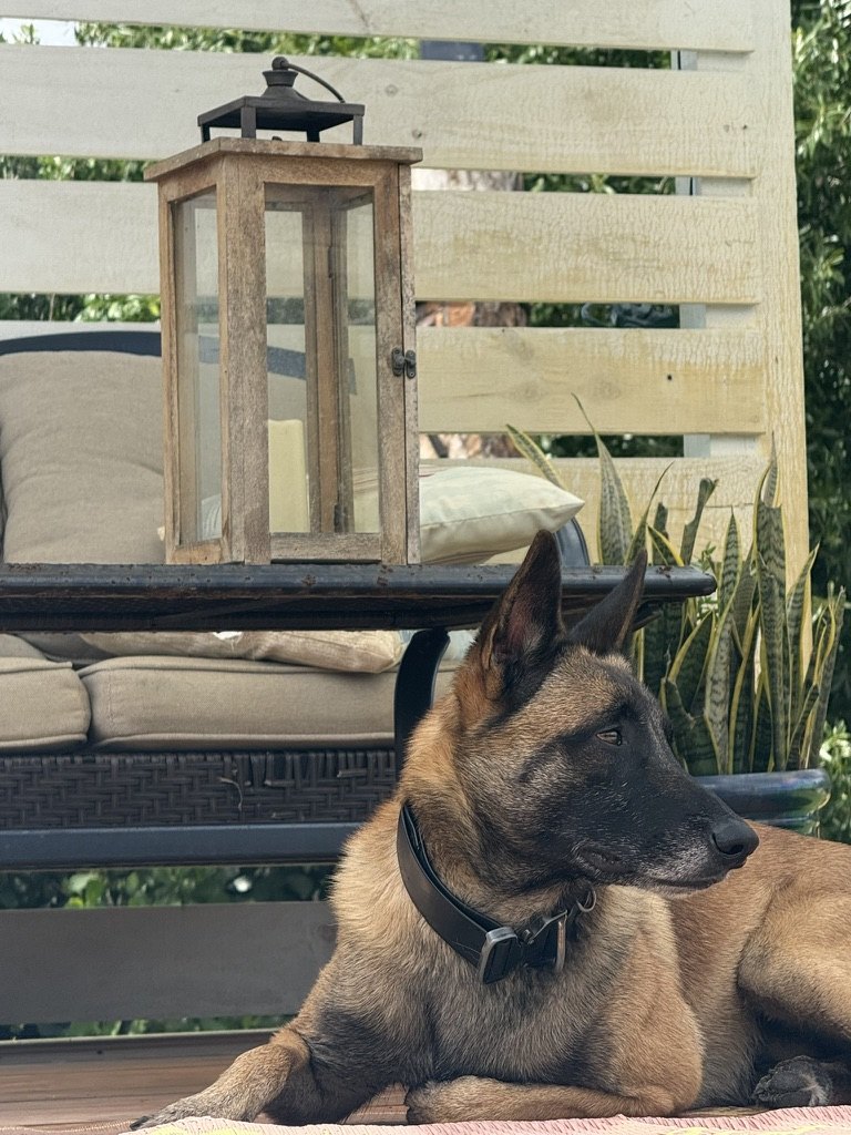 American Malinois Belgian Malinois Doc Holliday lying on the patio beside a lantern