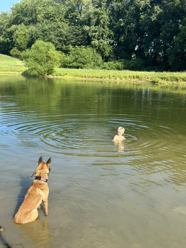 American Malinois Belgian Malinois standing in a pond, watching a boy swim