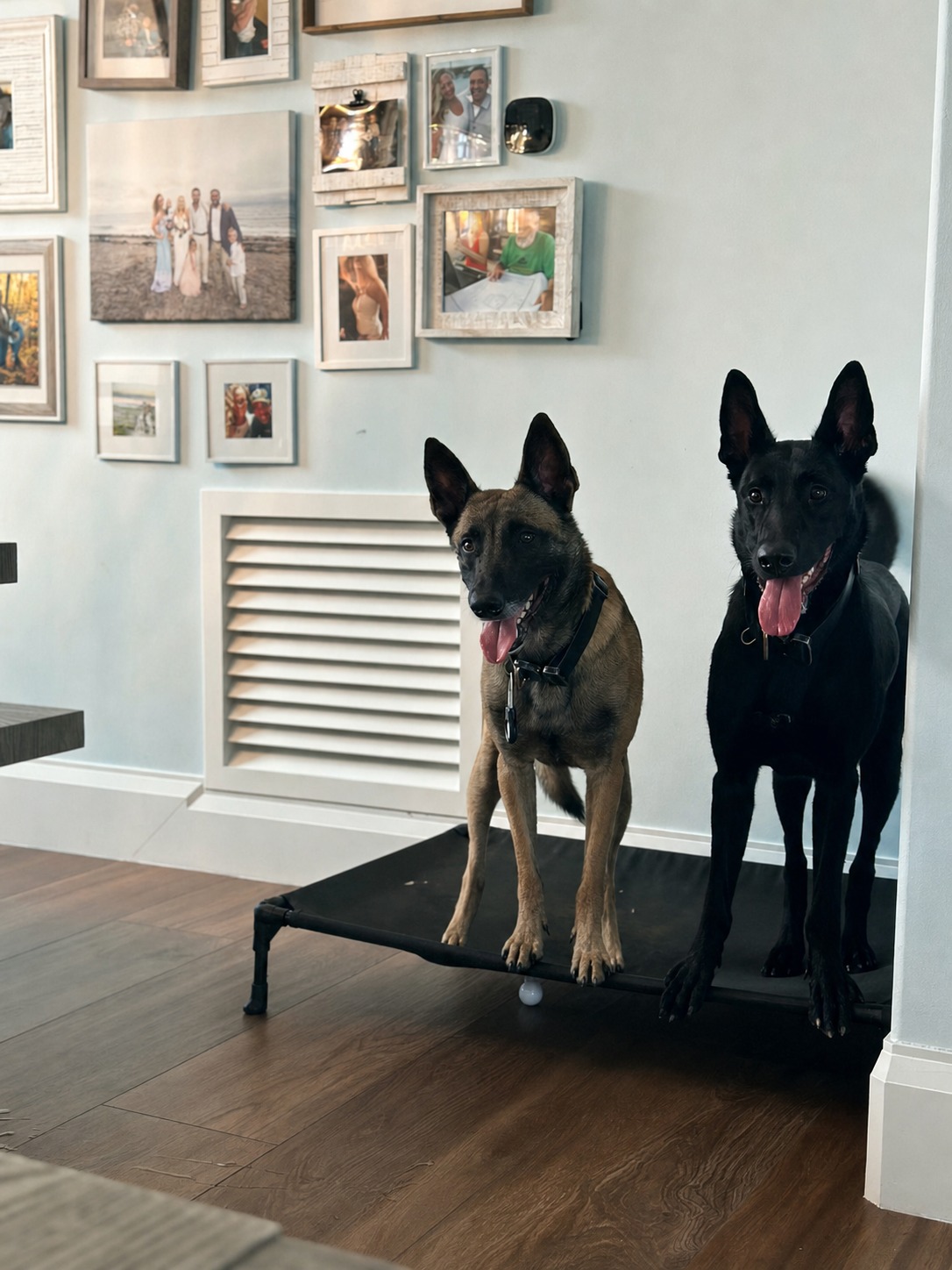 American Malinois Belgian Malinois Doc and Layla on place inside the home