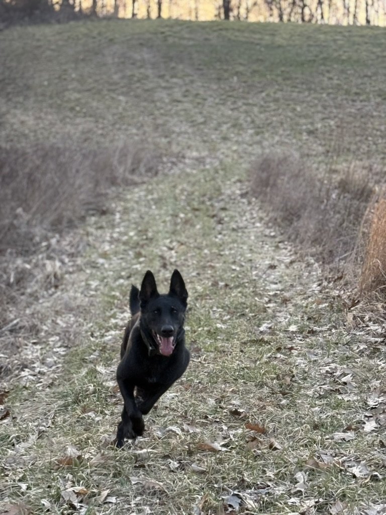 American Malinois Belgian Malinois protection dog Layla running on a trail