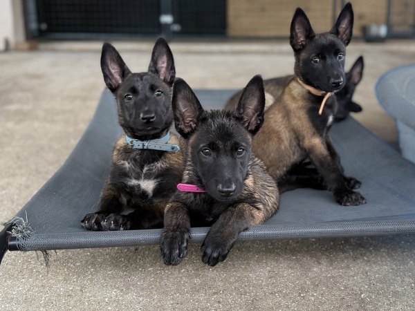 American Malinois Belgian Malinois puppies resting together on a raised cot