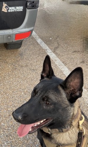American Malinois Belgian Malinois sitting calmly in a parking lot
