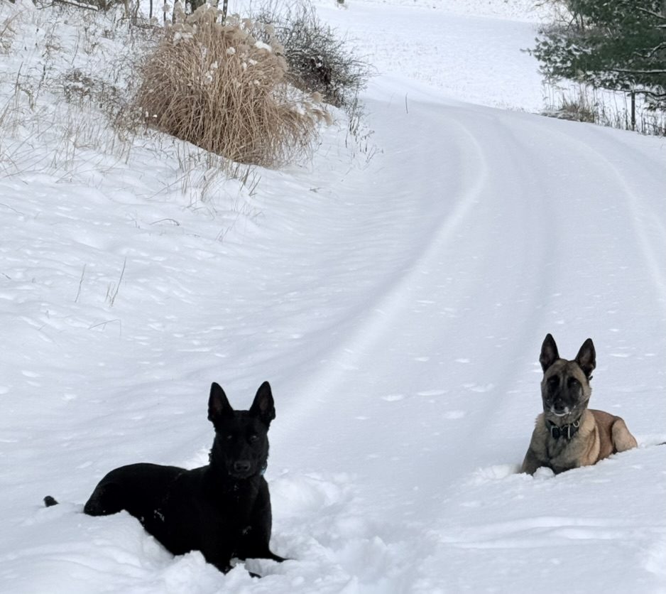 American Malinois black and fawn Belgian Malinois lying in deep snow
