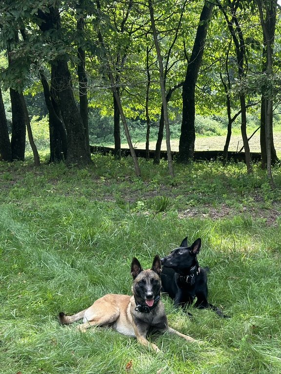 American Malinois fawn and black Belgian Malinois lying together under trees