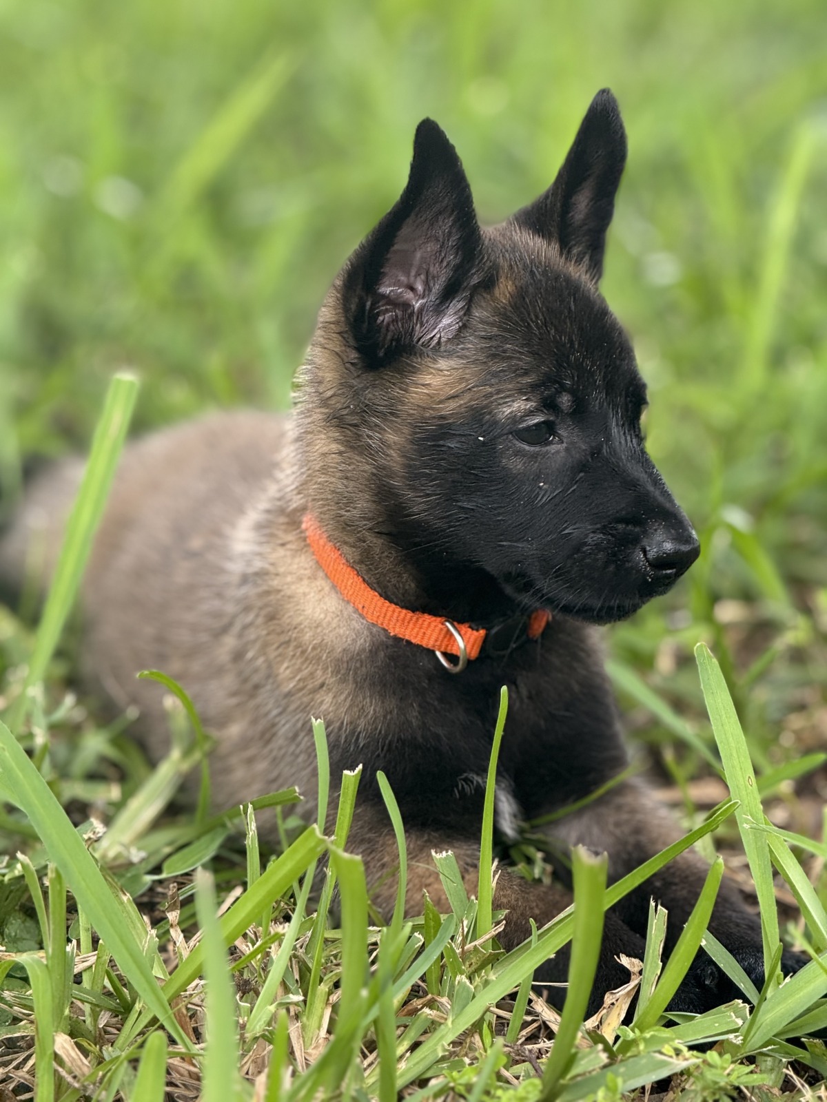 American Malinois Belgian Malinois puppy resting in the grass