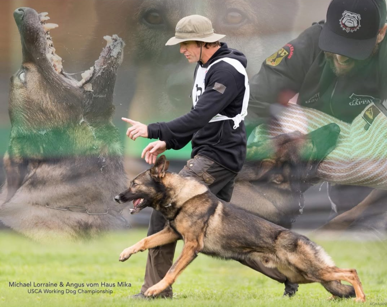 American Malinois training partner Michael Lorraine heeling a Belgian Malinois