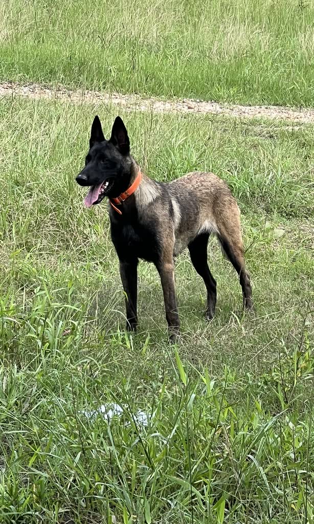 American Malinois young Belgian Malinois standing alert in a field