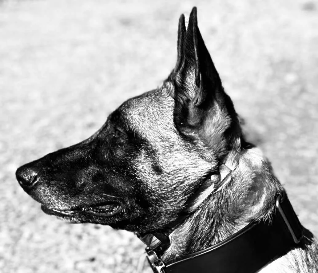 Belgian Malinois profile portrait