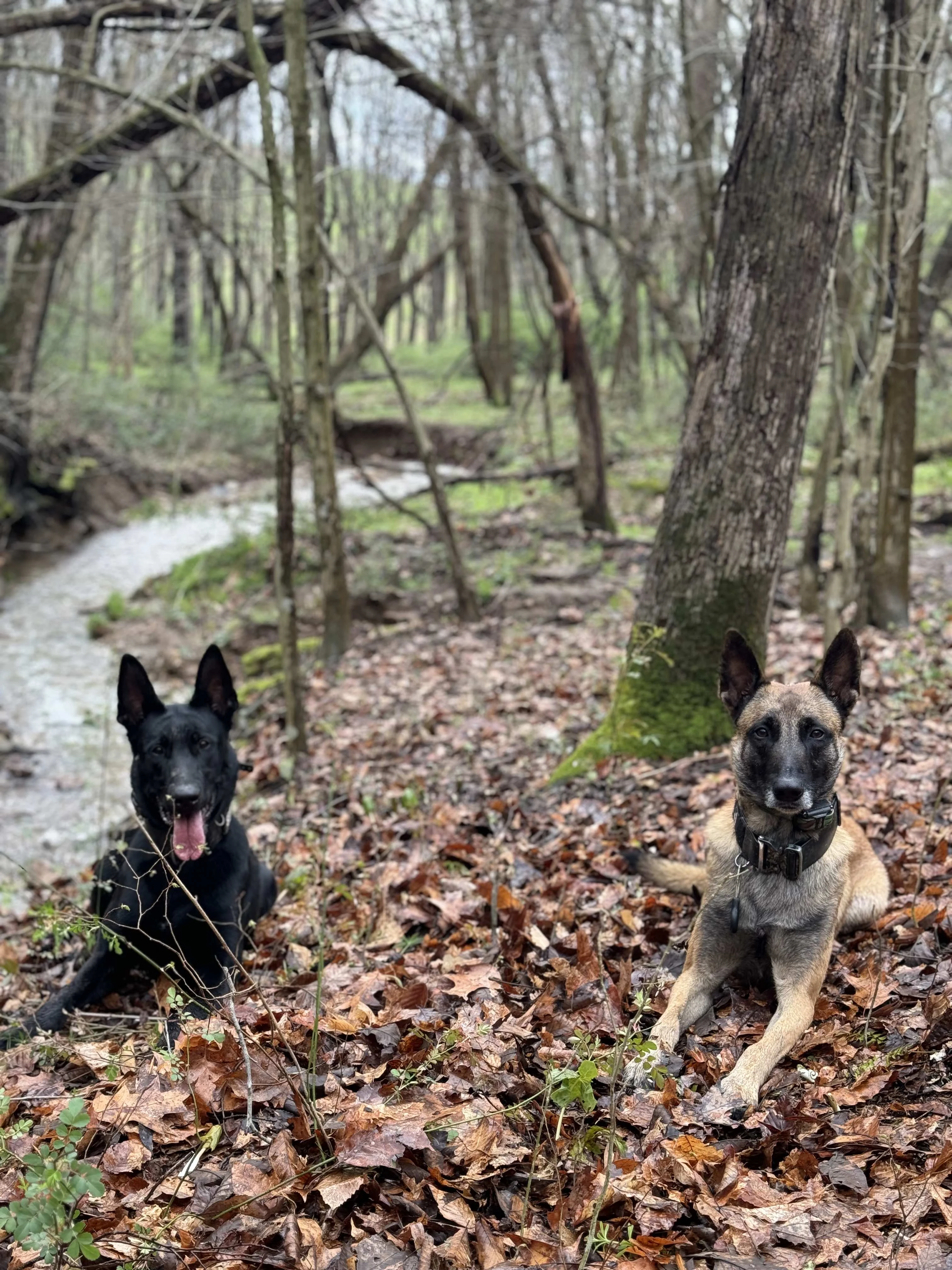 Two Belgian Malinois in forest setting
