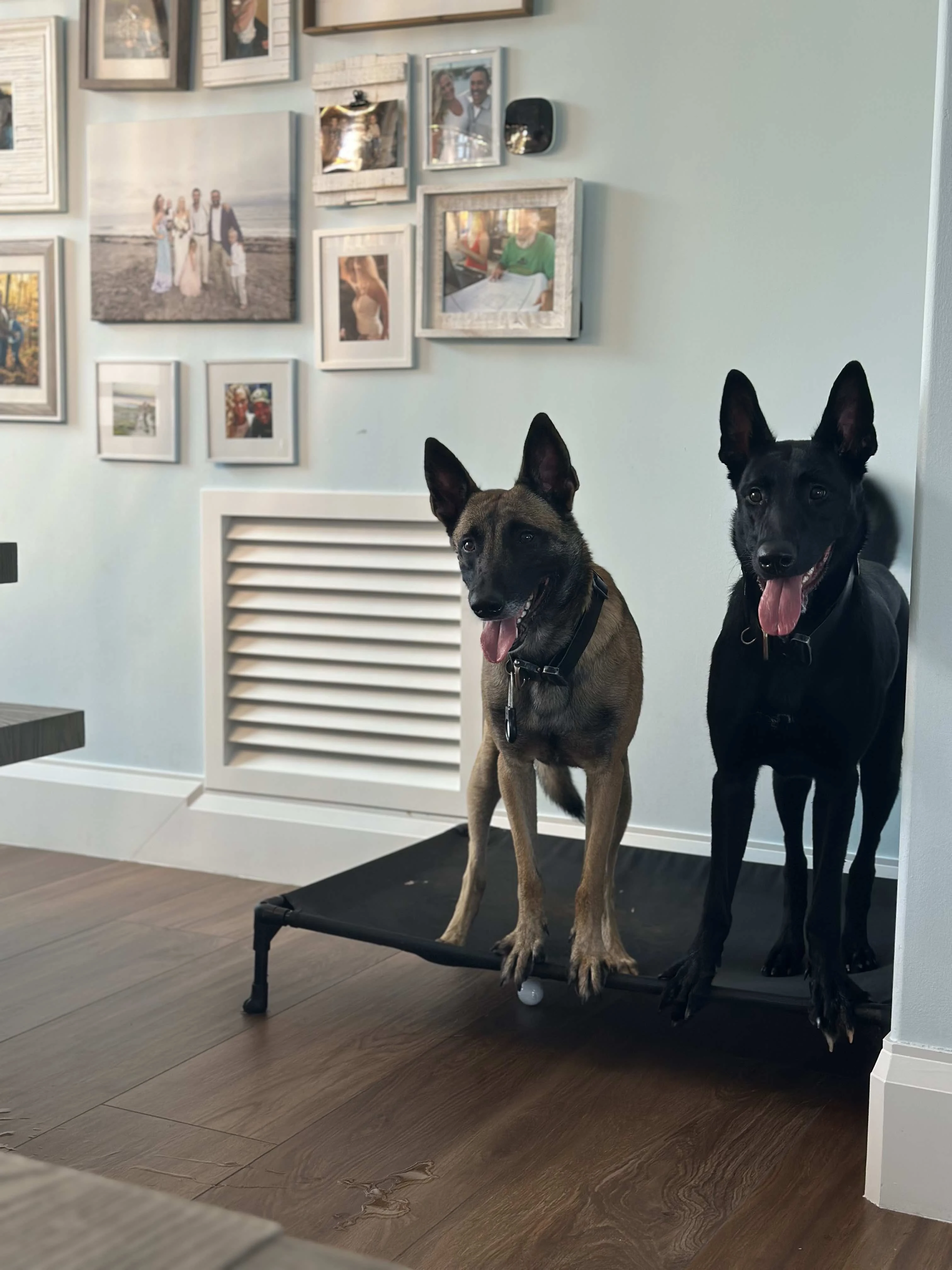 Belgian Malinois dogs indoors