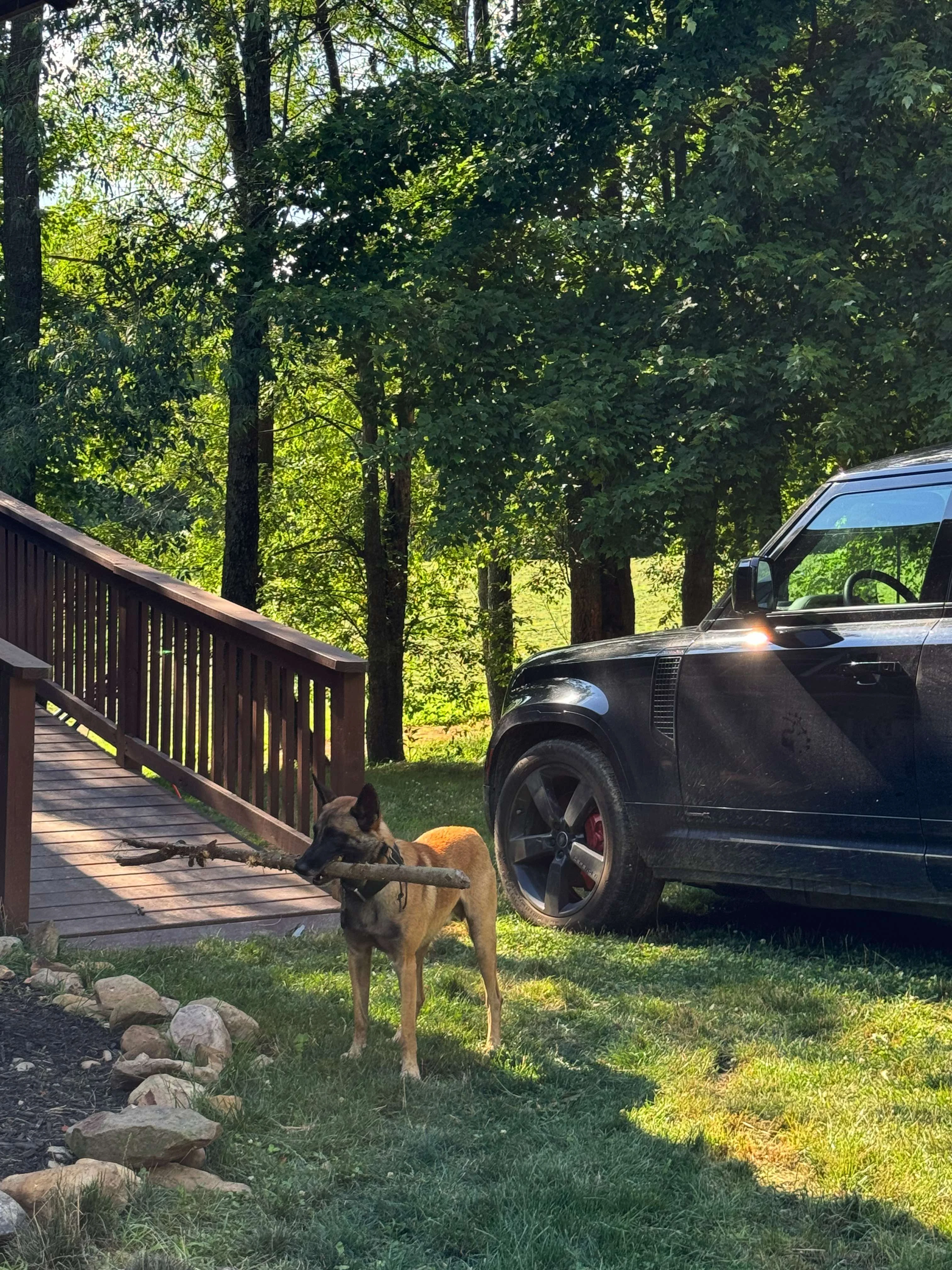 Belgian Malinois by luxury vehicle