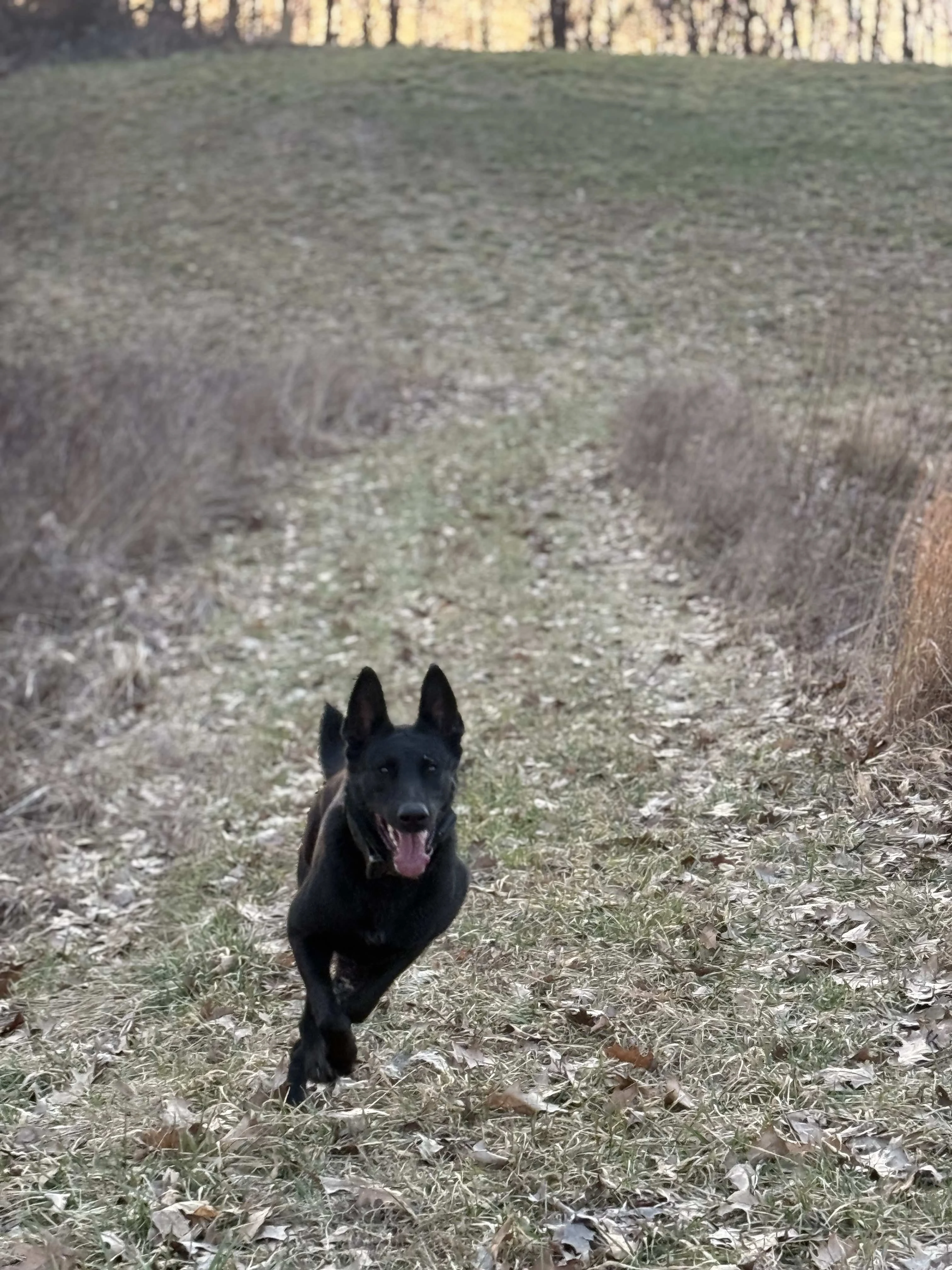 Belgian Malinois running outdoors