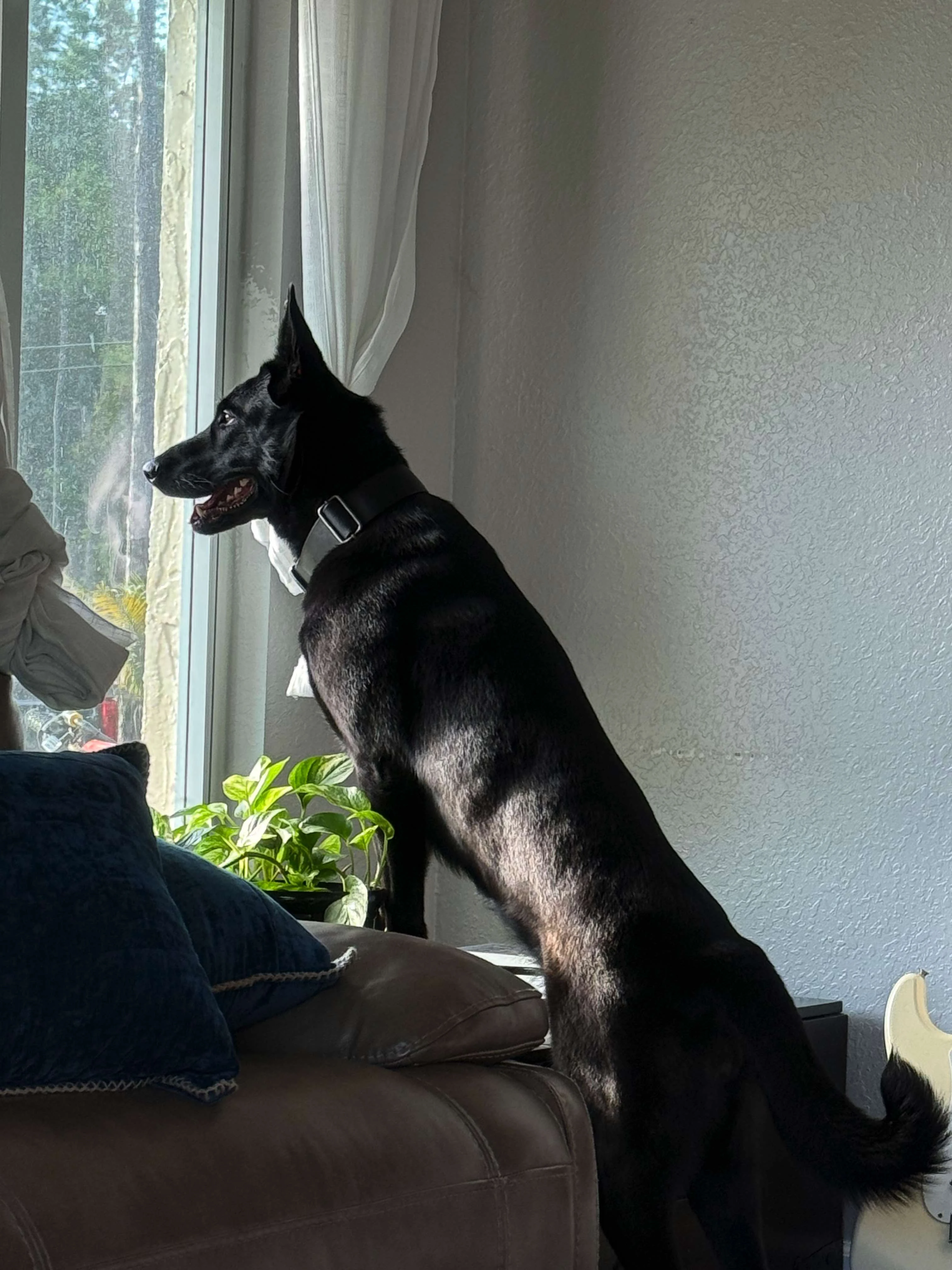 Belgian Malinois looking out window