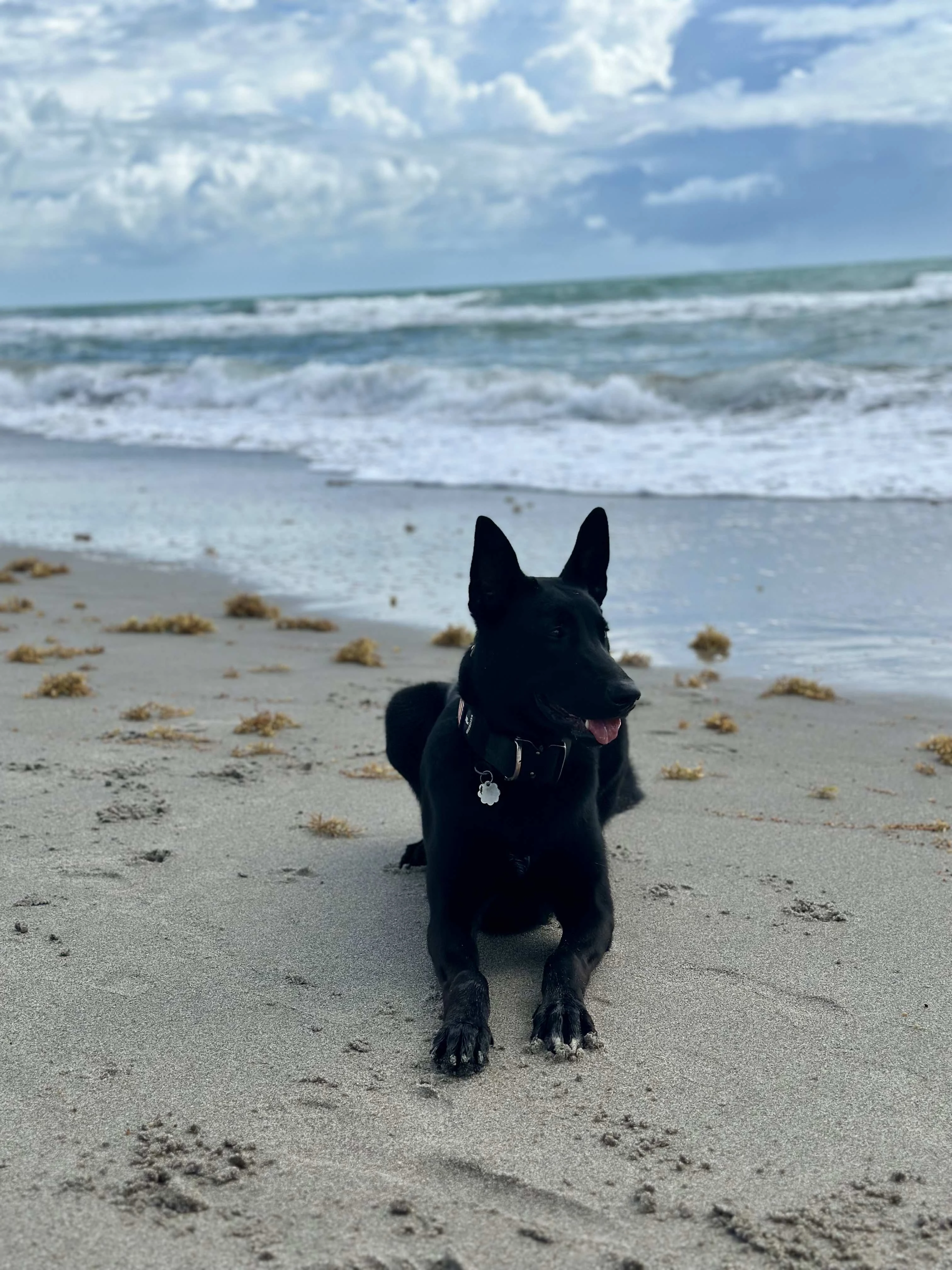 Belgian Malinois at beach