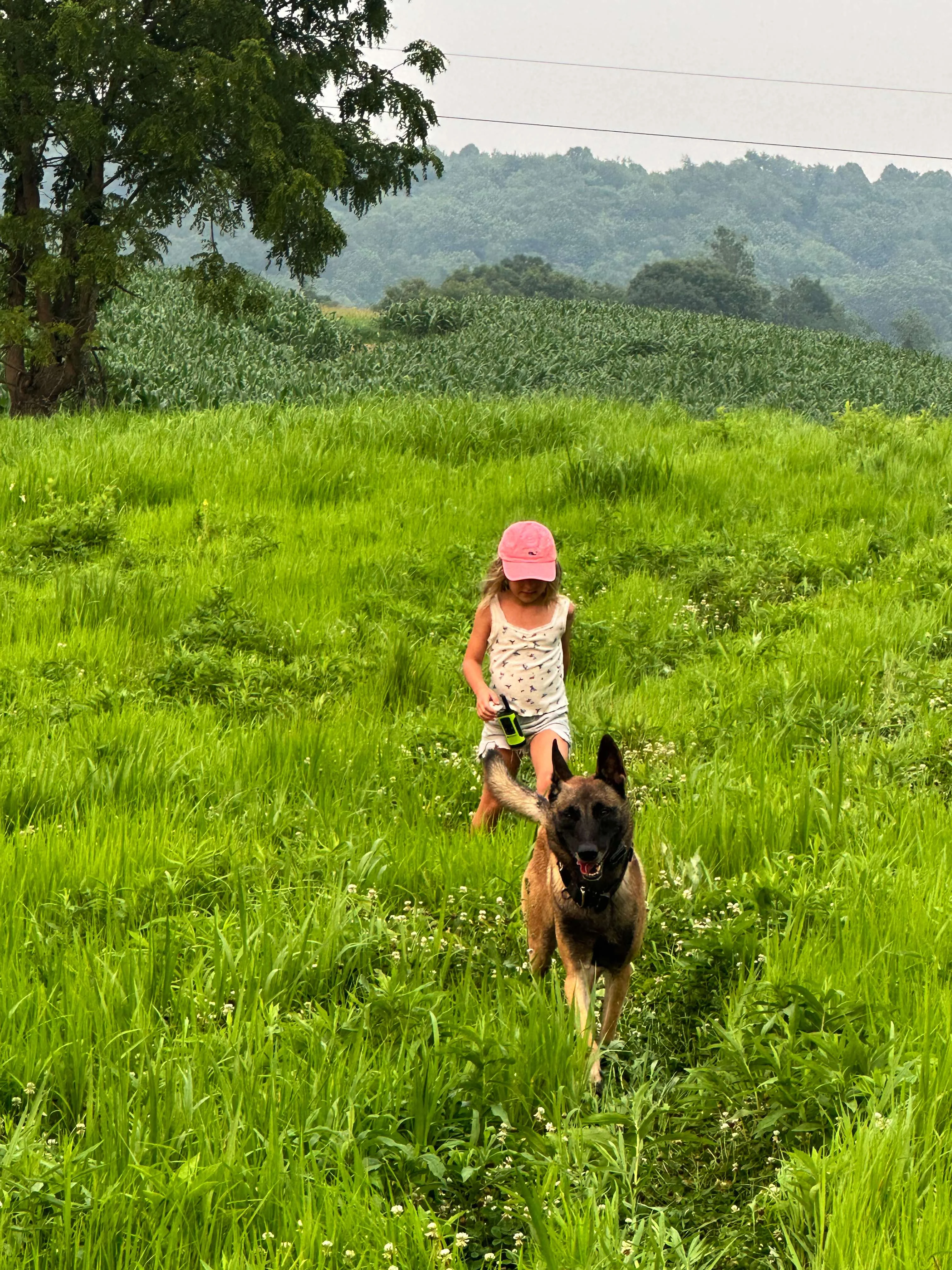 Belgian Malinois in green field with child