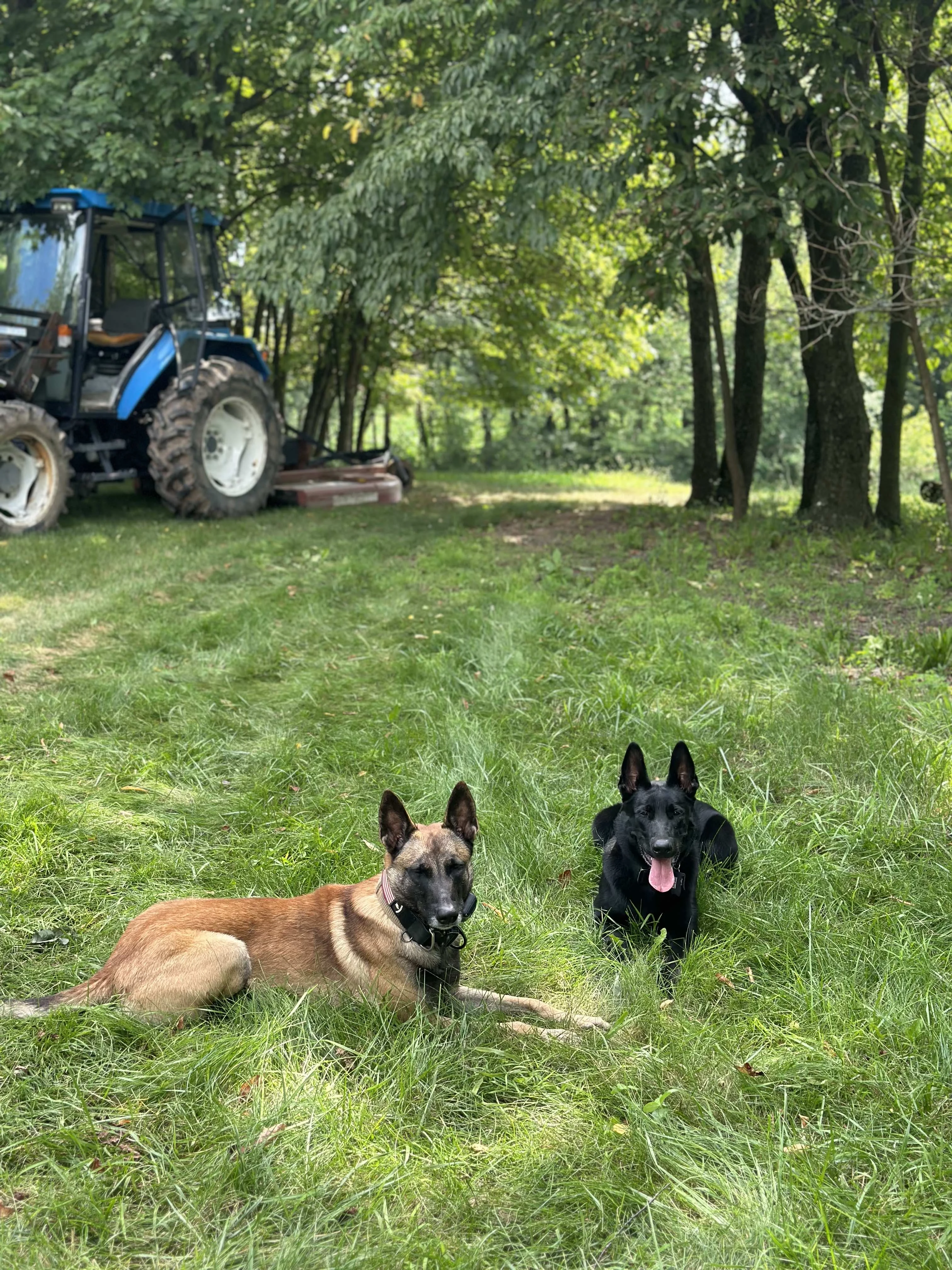 Two Belgian Malinois in grass field