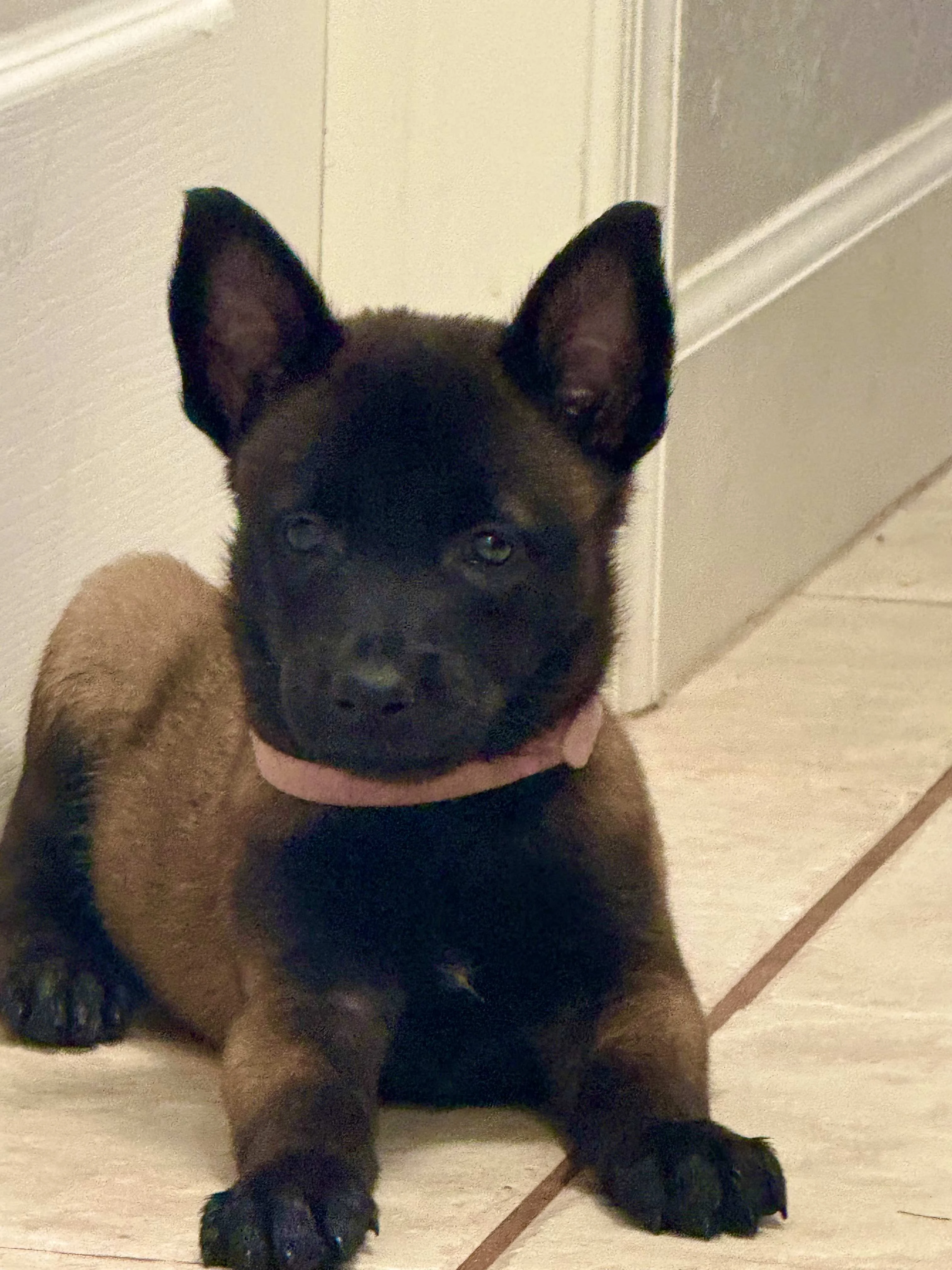 Belgian Malinois puppy portrait