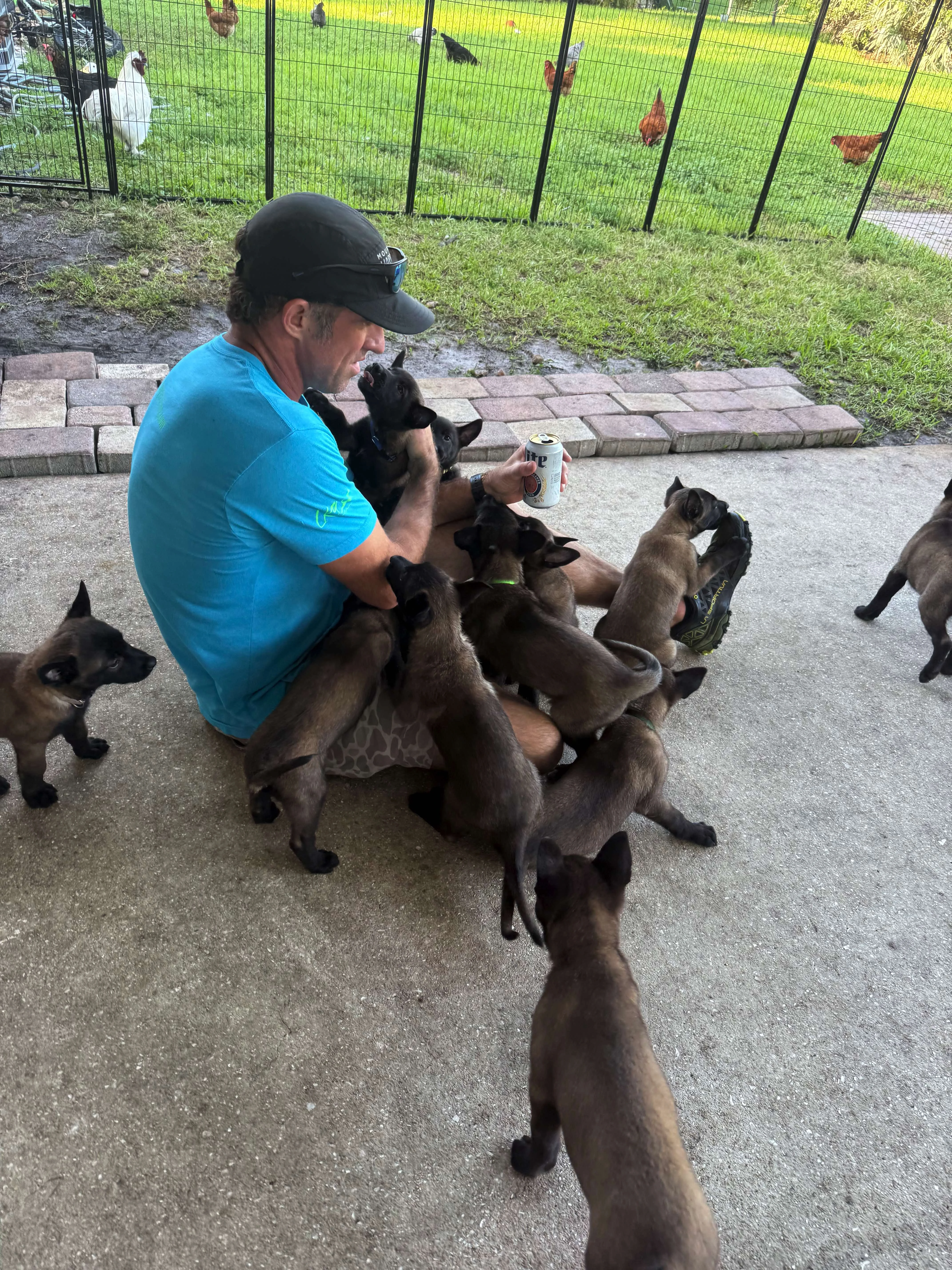 Handler with multiple Belgian Malinois puppies