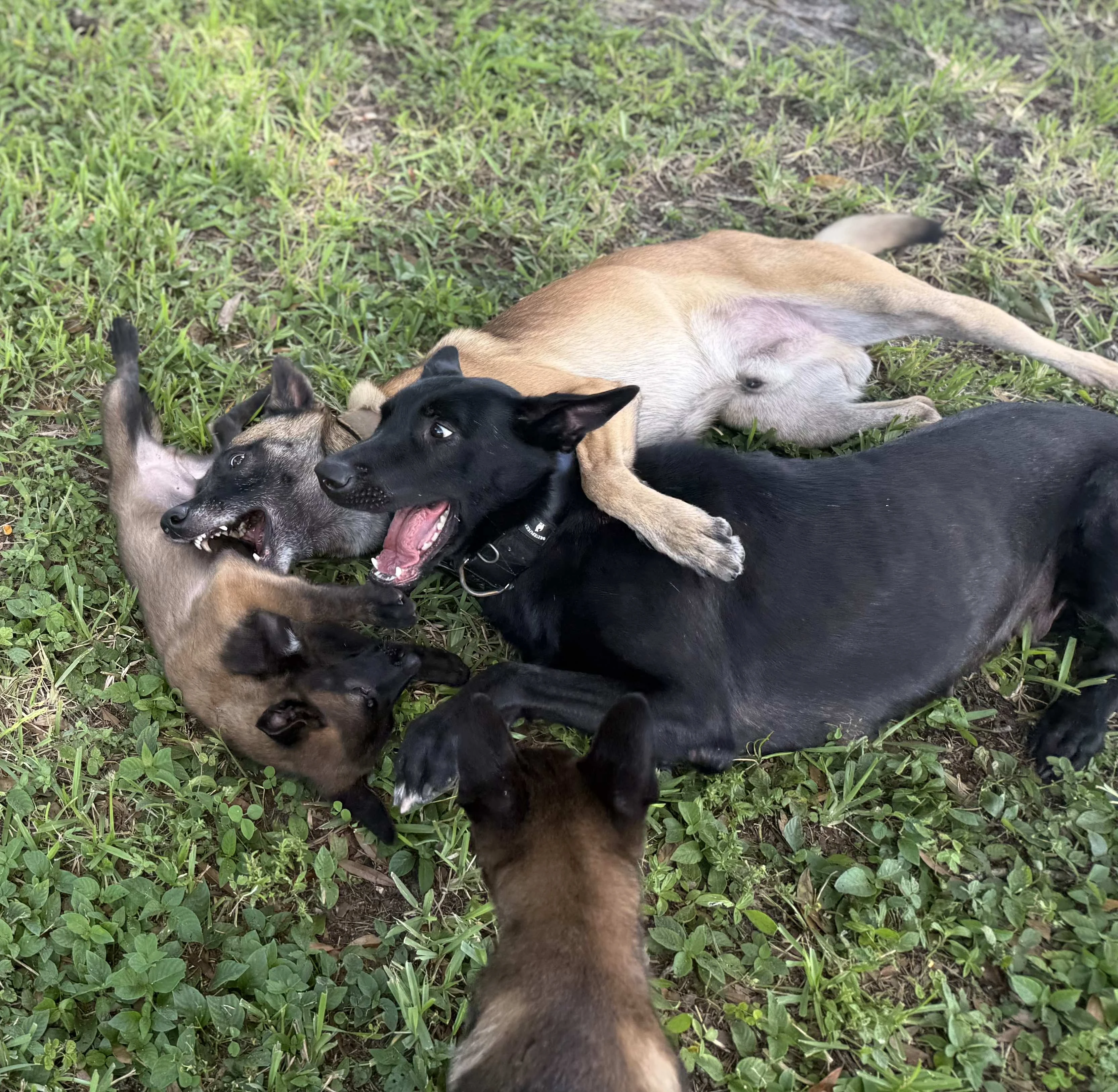 Belgian Malinois dogs playing