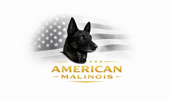 American Malinois